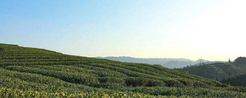 有关于四川省茶叶行业协会一行赴四川川黄茶业集团有限公司调研的最新信息