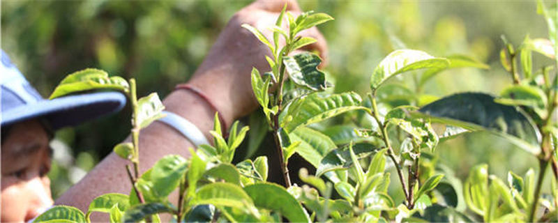 有关于2021年全区茶产业高质量发展经验交流会在柳城县召开的最新消息