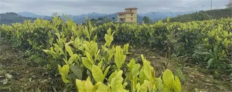 有关于绿色崛起，铜仁市思南香坝茶业发展势头旺的热门资讯