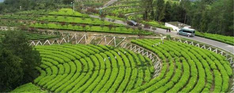 有关于旺苍百亿茶产业链助力乡村振兴 诠释“绿水青山就是金山银山”的热门资讯