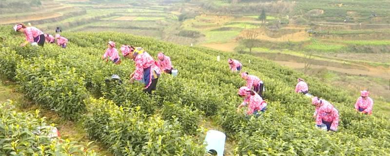有关于奋斗百年路 启航新遵义 春天里，采茶忙！的消息