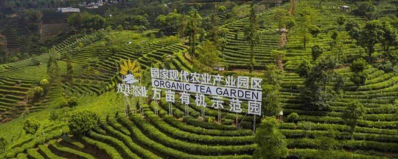 关于普洱思茅实现生态茶园及有机茶产品溯源全覆盖的热门消息