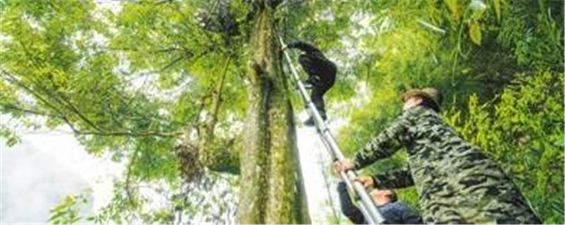 有关于重庆石柱县中益乡 老鹰茶逐渐得到市场认可的热门信息