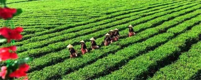 关于海垦旗下白沙绿茶生态茶园获评“中国茶产业T20最美生态茶园”称号的新闻