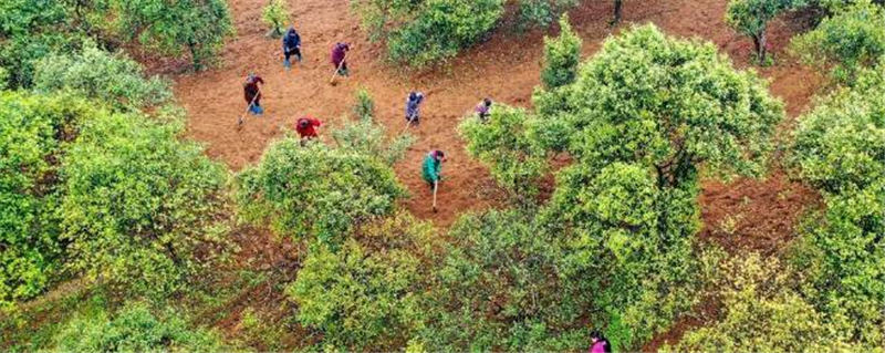 关于贵州玉屏朱家场镇：油茶产业生态化助农增收的消息