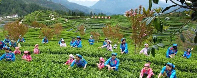 关于四川万源市30万亩明前茶开采 巴山富硒茶叶满屋飘香的消息