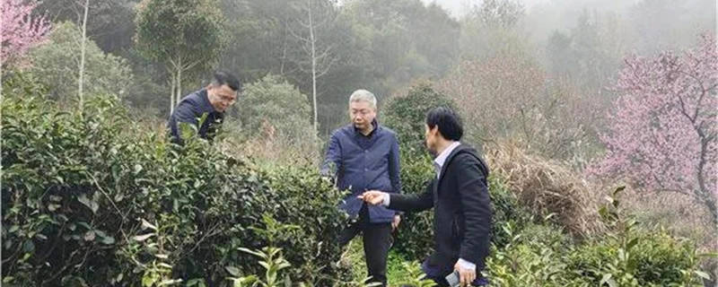 关于安徽：潜山市委副书记余华明一行赴天柱山镇调研指导春茶生产工作的热门消息