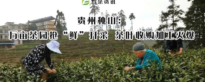 有关于贵州独山：万亩茶园抢“鲜”开采 茶叶收购加工火爆的热门新闻