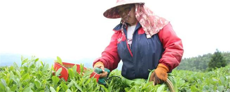 关于1650吨！2000万元！印江22.21万亩茶园迎来丰收的新闻