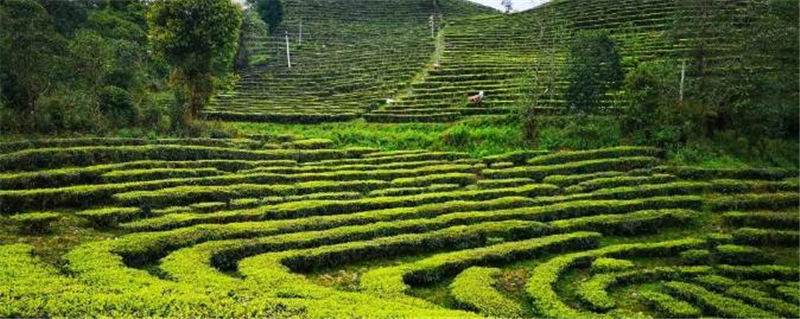 有关于春茶，一场春天里的盛事 勐海县80余万亩春茶陆续开采啦！的消息