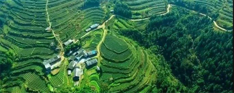 有关于悠悠湄坨情 浓浓国茶香——湄坨村的茶叶故事的热门资讯