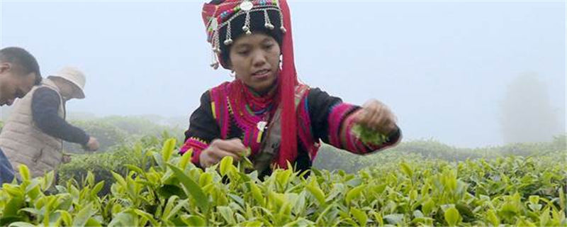 关于云南绿春牛孔镇：春茶收货季 茶农采茶忙的最新消息