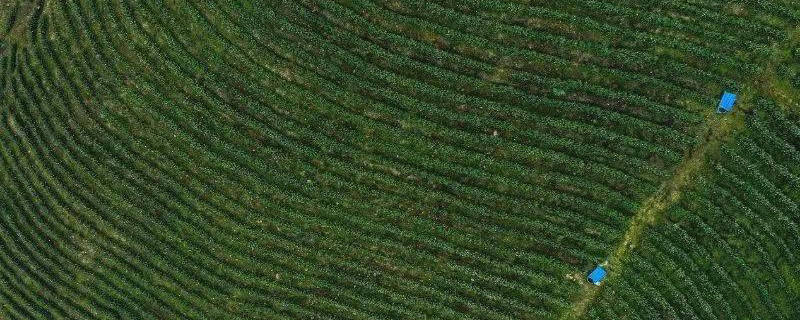 有关于山东聊城、重庆彭水东西扶贫协作助推茶产业发展的最新信息