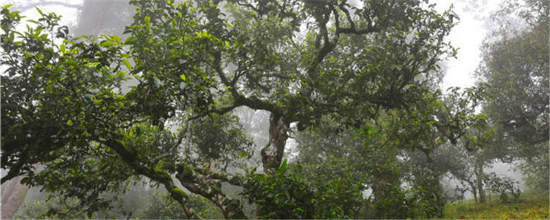 有关于普洱茶市场“夏暖冬凉”，业界：成“慢牛”才是好事的热门资讯