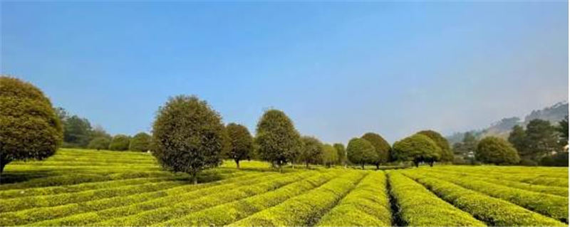 有关于茶园剪影 又是一年采茶季 春色满园盼君来的最新资讯