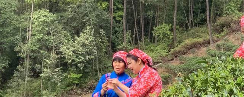 关于直接产值6.7亿元！广西梧州六堡茶加工“提速”了的热门信息