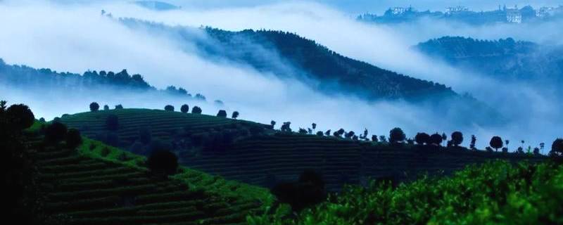 关于从兴起到繁荣，一片桂茶，藏着多少秘密？的最新消息