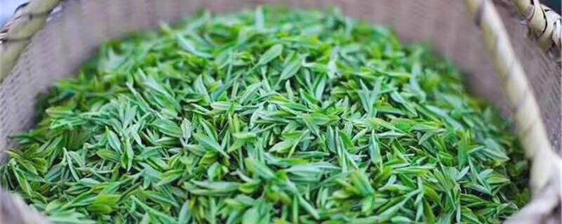 有关于贵州黄平重安镇：茶香溢满园 绿叶变“金叶”的热门新闻