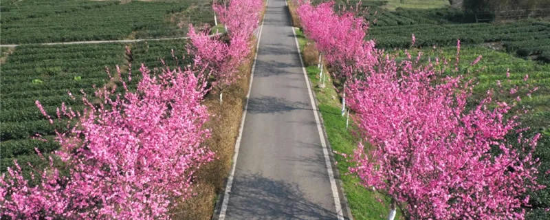 关于雅安名山：春茶鲜叶采不停 万古茶市交易忙的热门信息