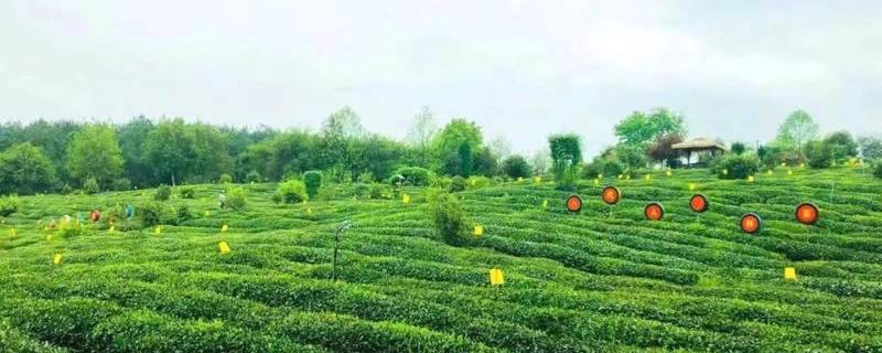 有关于“茶长制”来了！安徽发布重磅政策做强茶产业的热门信息