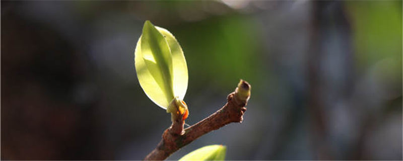 有关于科学家查出 茶树“杀手”抗药性从何而来的新闻