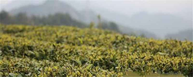 关于春茶采摘黄金季 张家界万宝山茶叶基地采茶忙的新闻