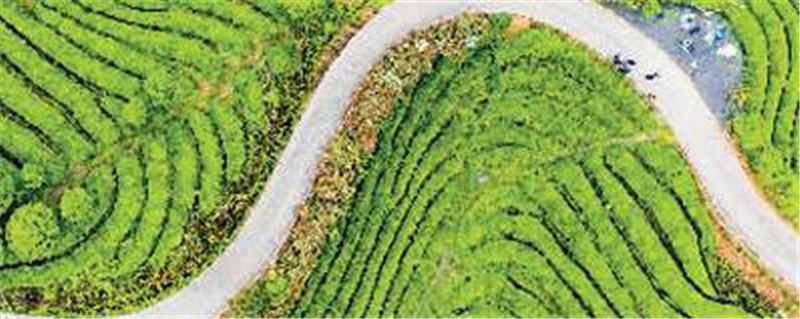 关于浙江省首个5G+智慧茶园 提升茶叶质量与茶园工作效率的最新信息