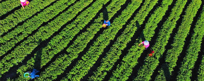 关于湖北恩施：茶企入驻！落都村茶叶终于有了销路的最新消息