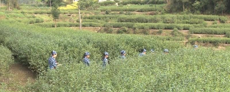 有关于达州万源：采茶制茶正当时，茗茶飘香助增收的热门信息