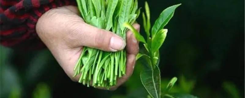 关于​黄山区太平猴魁茶产业高质量发展联盟正式成立的热门信息