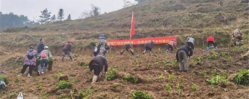 有关于湖南古丈：示范带动茶叶种植，古阳镇党员干部助农春耕忙的新闻