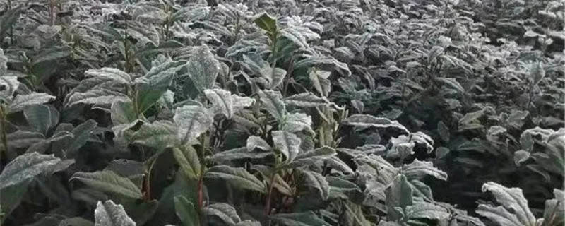 有关于安徽霍山县“倒春寒”茶叶受冻 技术员深入一线护航春茶采摘的消息