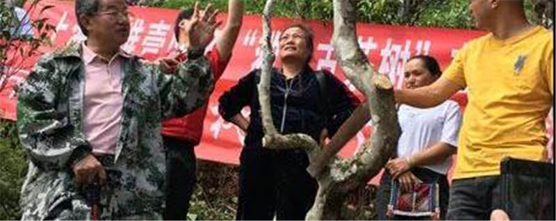 关于茶叶所专家到古老茶区开展衰老茶树救治技术服务的热门新闻