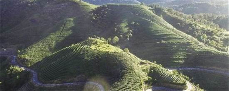 有关于瑞安市市场监管局推进茶产品质量提升品牌知名度的热门资讯