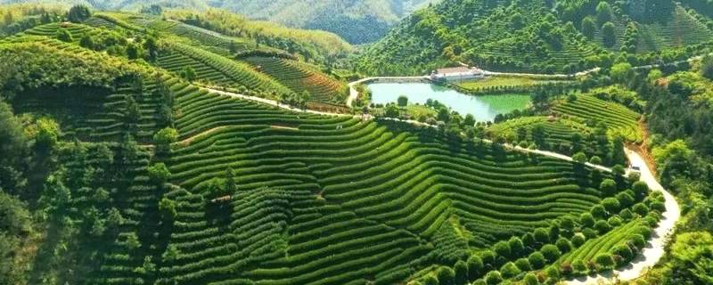 有关于日加工40000斤鲜叶只需5个人？探秘武义有机茶里的“黑科技”的信息
