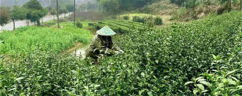 有关于最是一年春好处,浙江武义茶农忙采“清明茶”的资讯
