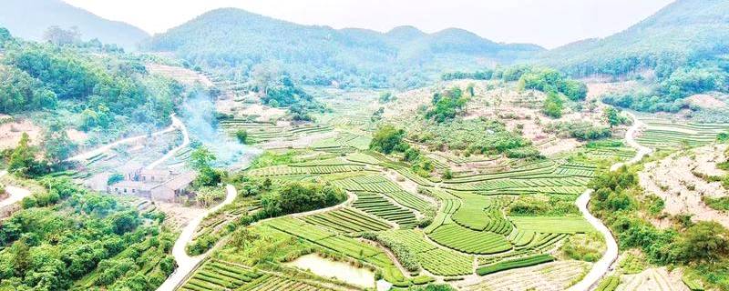 有关于探访“共享茶村”云霄县和平乡泮坑村，“普通茶”到“名优茶”的资讯