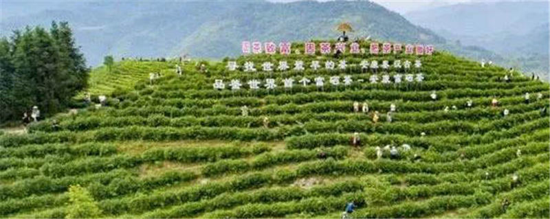 有关于百万茶山唱新歌——记总书记“因茶致富、因茶兴业”重要指示一周年，安康茶产业发展情况的资讯