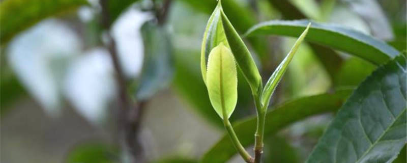 关于2025年全国茶饮市场规模预计将接近千亿的信息