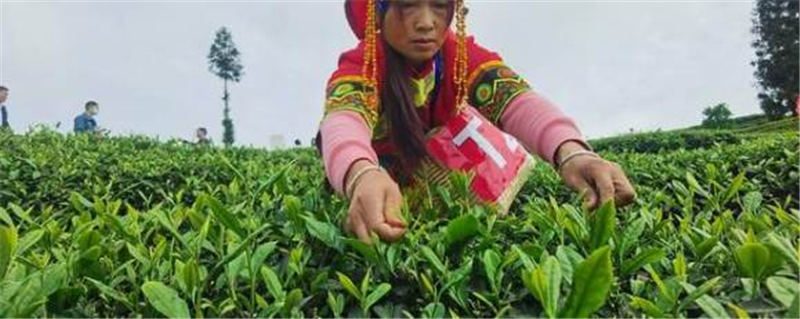 关于四川宜宾第二届茶产业职工职业技能大赛举行的热门新闻