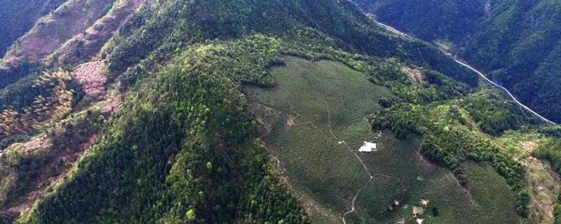 有关于区域龙井发力“大佛龙井”占浙江龙井茶产量产值20%以上的最新消息