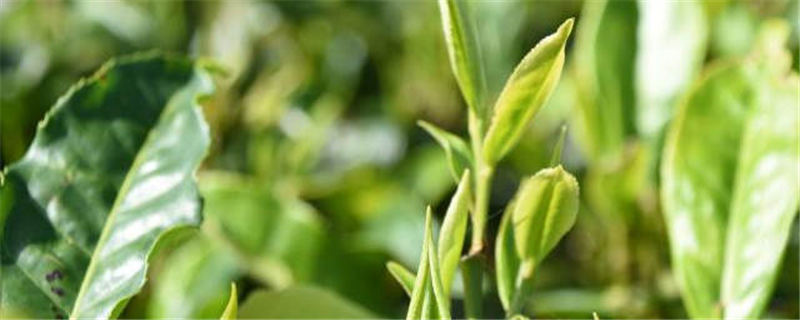 关于农业农村部茶叶质量监督检验测试中心通过“2+1”扩项评审的消息