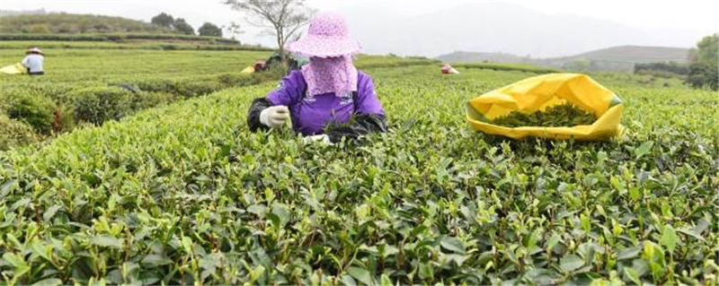 关于福鼎佳阳畲族乡 茶产业是当地乡村振兴的支柱产业的新闻