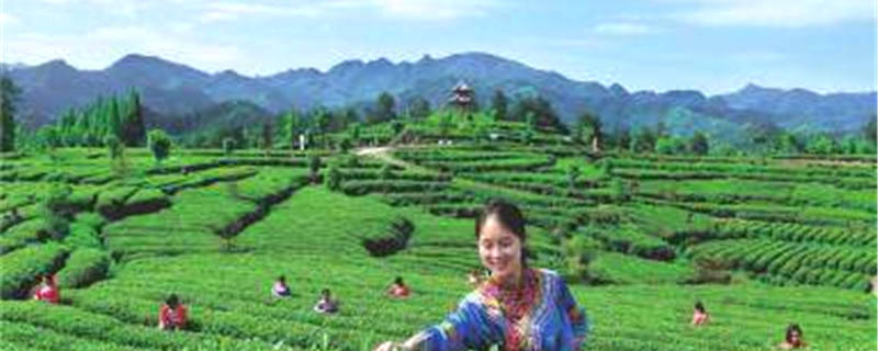 关于陕西汉中市成为西北地区最大的茶产业基地的热门资讯