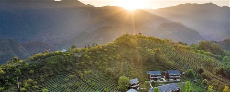 有关于陕南茶业：绿染秦巴山川 成就“金山银山”的信息