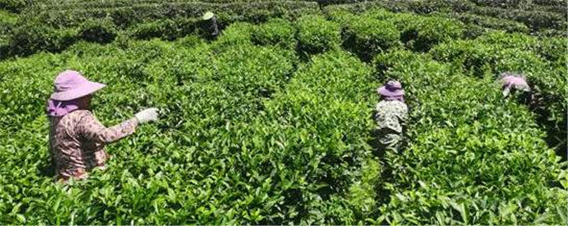 有关于庐山云雾雾根茶园：坚持人工打理保持生态平衡的最新消息