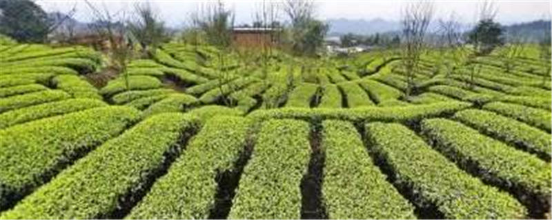 关于乡村振兴视角下的宜宾现代农业产业体系构建的资讯