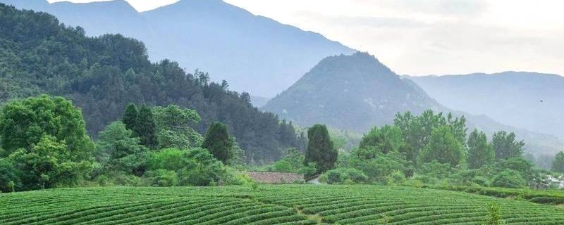 关于带你寻遍江西好茶，赣茶 · 年终回顾系列之一 · 寻茶记的新闻