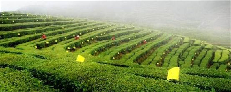 有关于浙江泰顺乡土人才带头致富：茶叶变“茶业” 茶山变“金山”的热门资讯