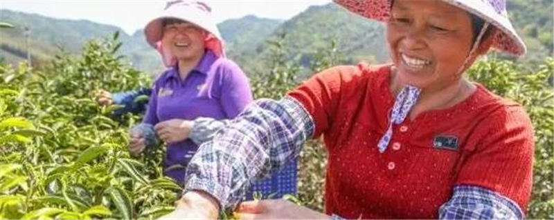 关于南靖罗坑村：大山茶树冒新芽 带动村民奔小康的热门资讯